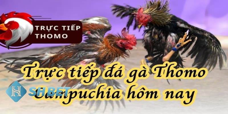 trực tiếp đá gà